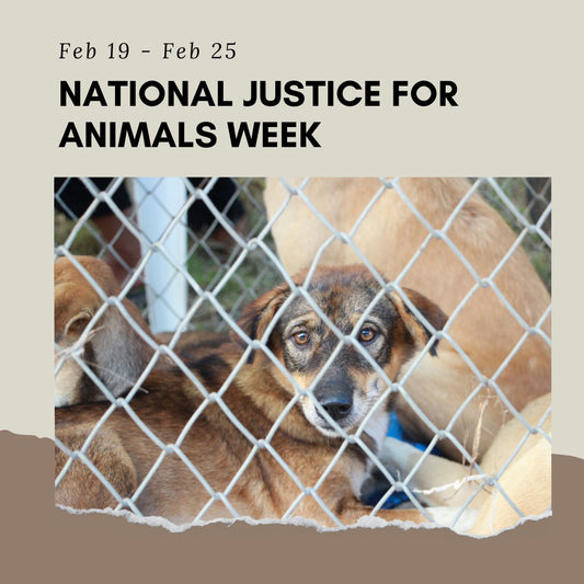 National Justice for Animals Week: Promoting Animal Welfare through Awareness and Action