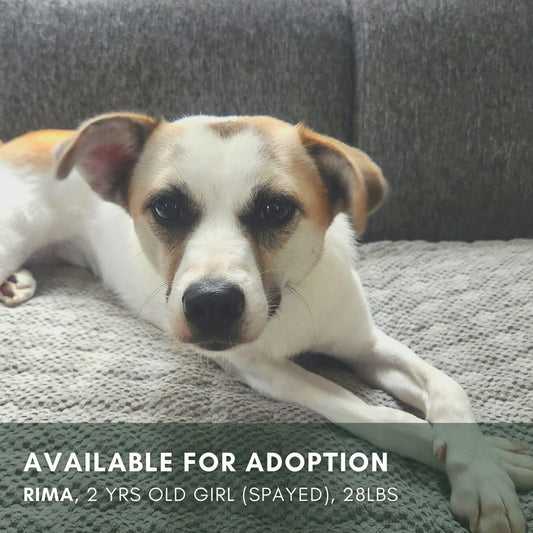 A Heartwarming Tale of Our Newest Foster Pup, Rima