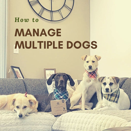 Tips for Managing Multiple Dogs: A Hassle-Free Guide