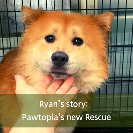 Pawtopia's Rescue Mission: Saving Ryan from a Kill Shelter